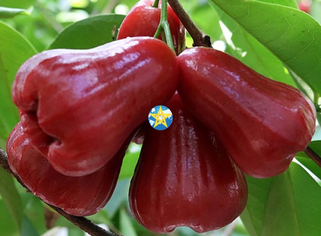 Mận Đỏ