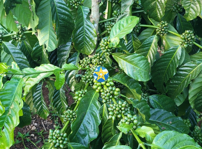 Cà Phê Tươi