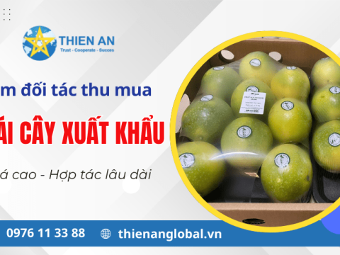 Thiên Ân Global – Cần tìm đối tác thu mua trái cây xuất khẩu giá cao, hợp tác bền vững